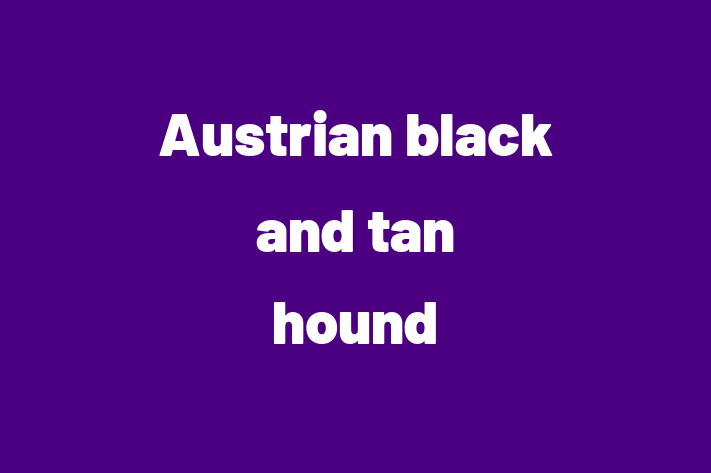 Austrian black and tan hound for Sale in Ontario