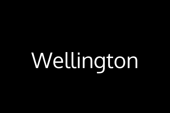 IT Company Wellington