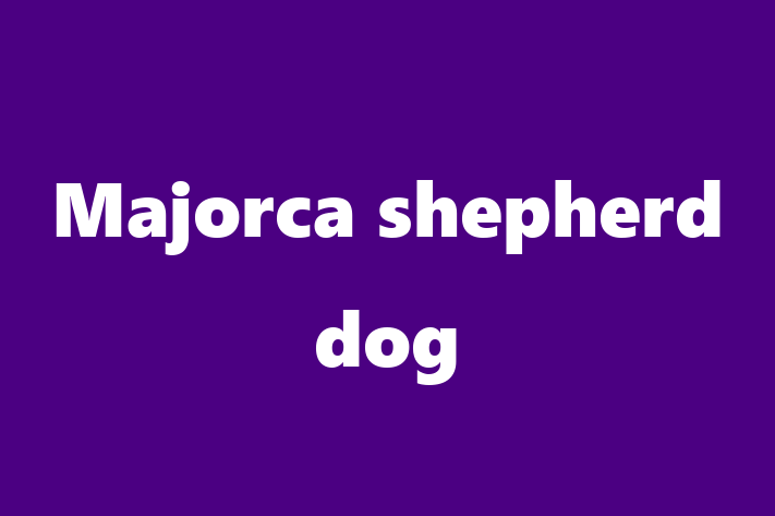 Majorca shepherd dog Dog for Sale in Sacramento