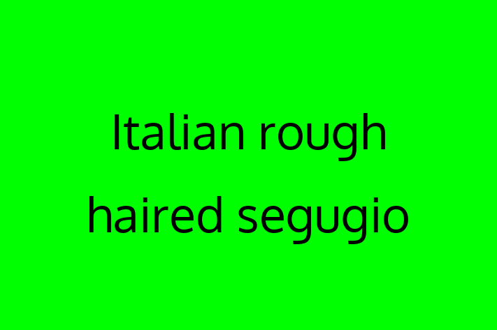 Adopt a Dog Today Italian rough haired segugio in Surprise