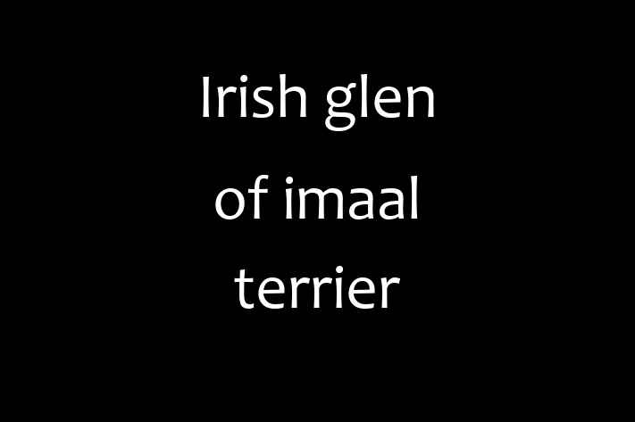 Irish glen of imaal terrier Dog PuppiesKittens for Sale in Worcester