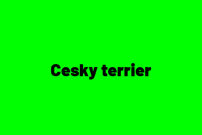 Cesky terrier Dog for Sale in Evansville