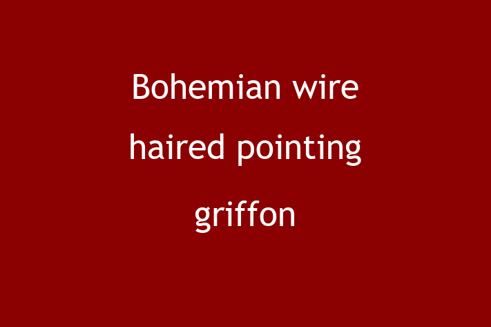 Bohemian wire haired pointing griffon for Sale in San Jose