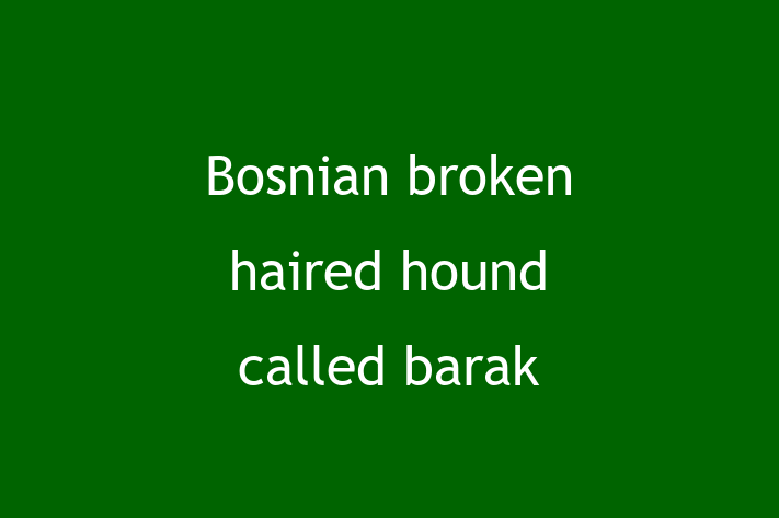 Bosnian broken haired hound called barak for Sale in Boston