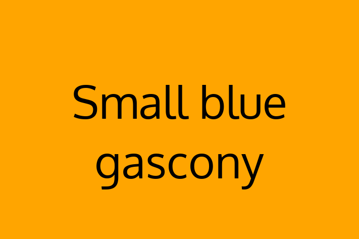 Adopt a Small blue gascony Dog in Salt Lake City