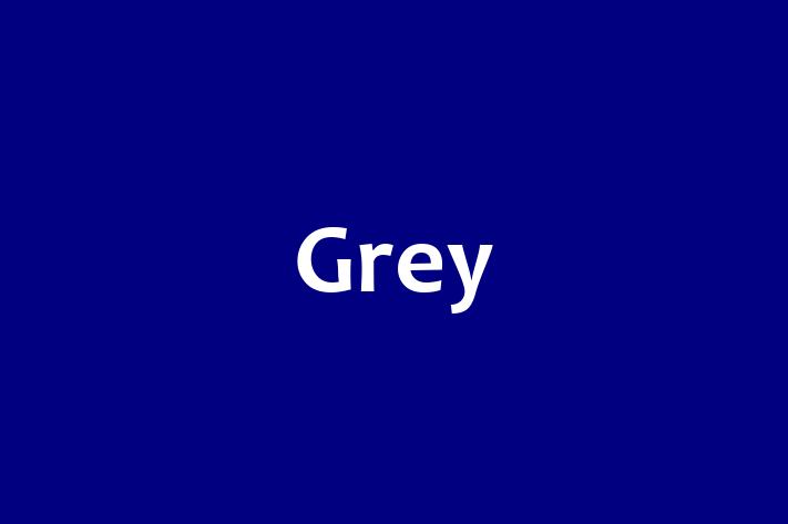 Software Services Company Grey