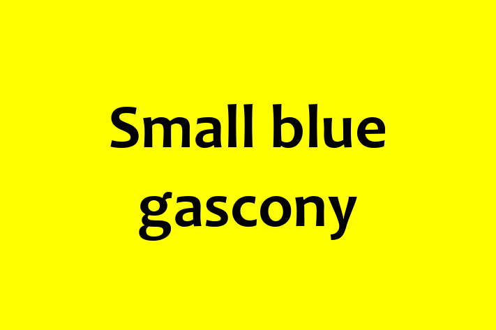 Small blue gascony Dog Available Now in Anchorage