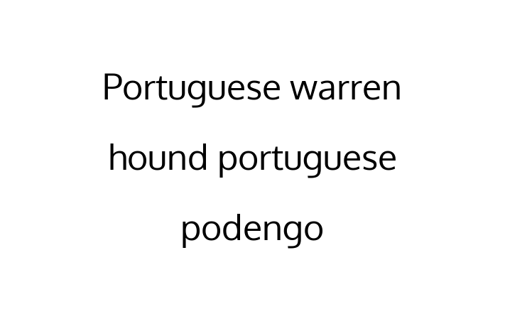 Adopt a Dog Today Portuguese warren hound portuguese podengo in Newport News