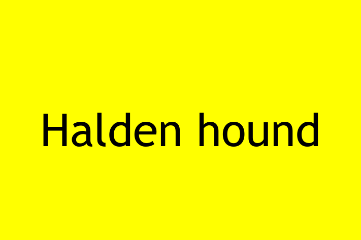 Halden hound Dog in Rochester