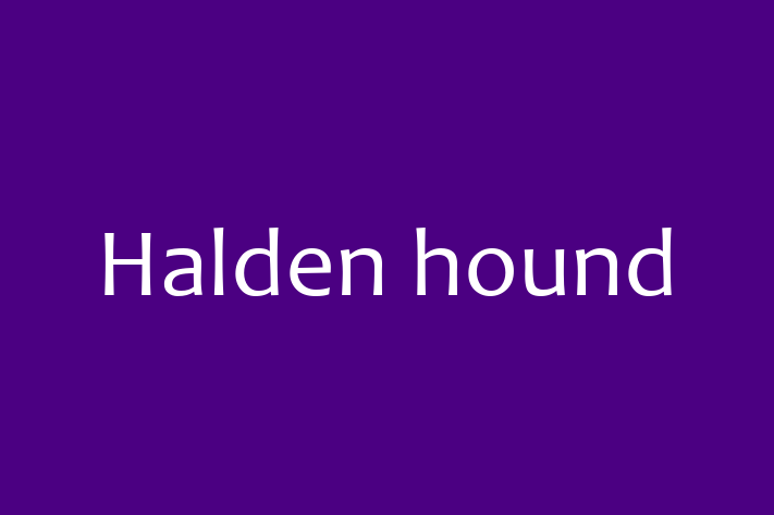 Halden hound Dog Available Now in Cary