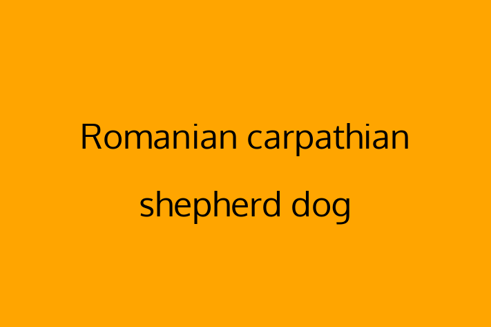 Adopt a Dog Today Romanian carpathian shepherd dog in Hartford