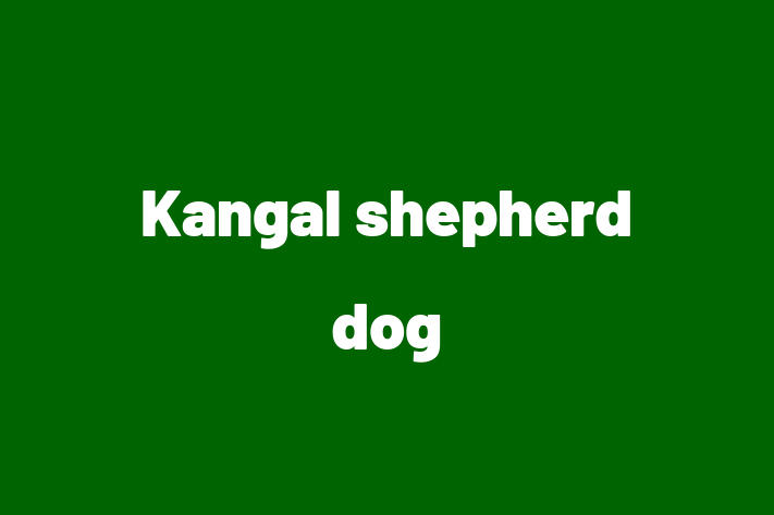 Dog Kangal shepherd dog for Sale in Long Beach