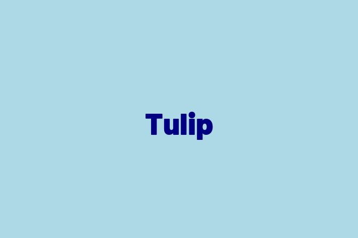 Software Engineering Company Tulip