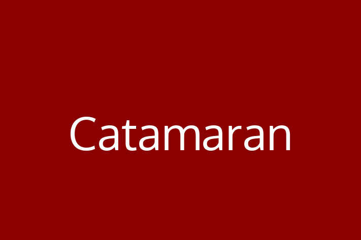 Software Development Firm Catamaran