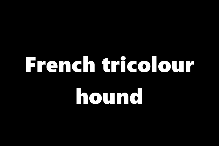 Adopt a Dog French tricolour hound Available in Scottsdale