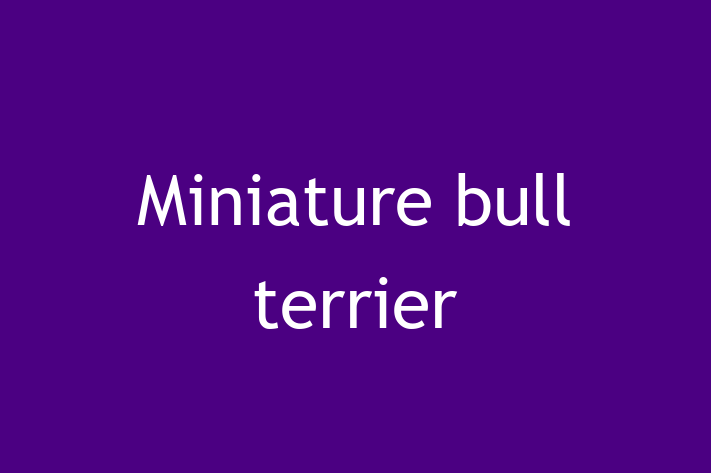 Adopt a Dog Miniature bull terrier Available in Hollywood