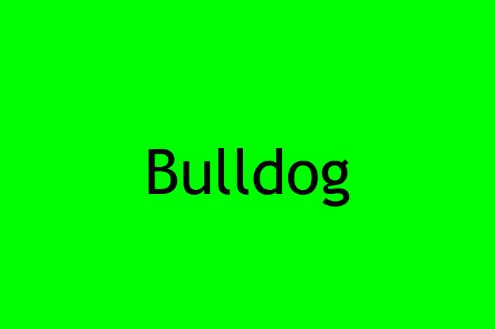 Bulldog Dog for Sale in Oakland