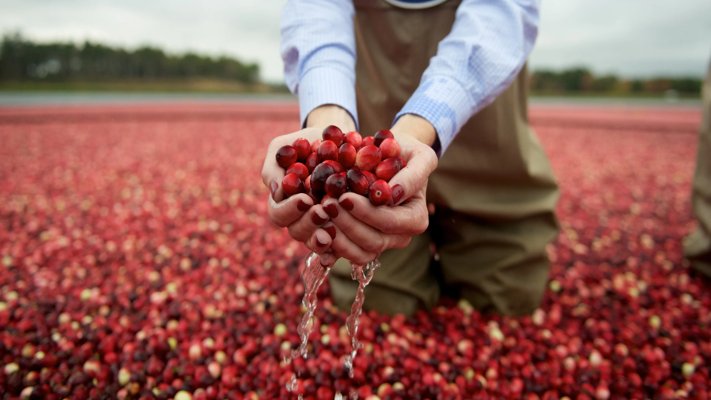 Labor Relations Ocean Spray Cranberries