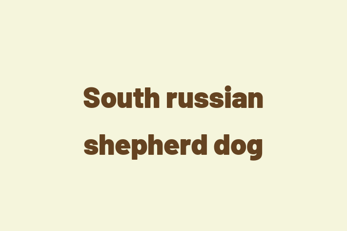 South russian shepherd dog Dog PuppiesKittens for Sale in Carlsbad