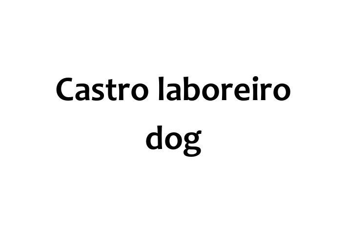 Castro laboreiro dog Dog for Adoption in Newport News