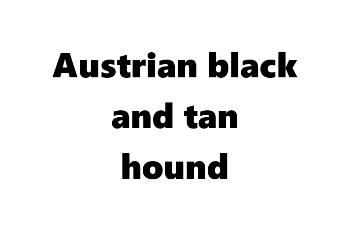 Adopt a Friendly Austrian black and tan hound Dog in West Covina