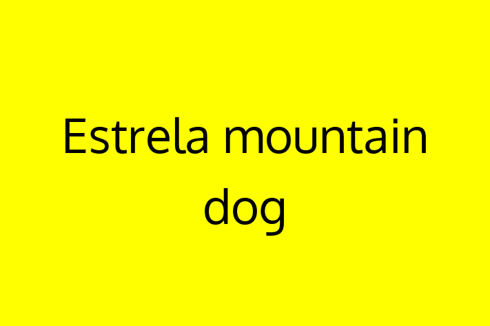 Estrela mountain dog Dog Ready for a Home in Stamford