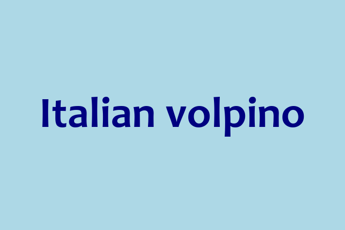 Italian volpino Dog for Sale in Denver