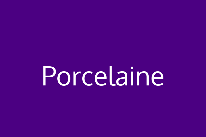 Adopt a Dog Today Porcelaine in Rochester