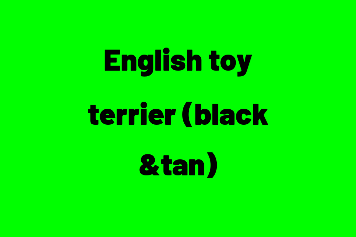 English toy terrier black tan Dog for Sale in Vista