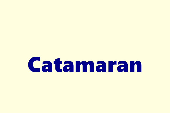 Digital Solutions Provider Catamaran