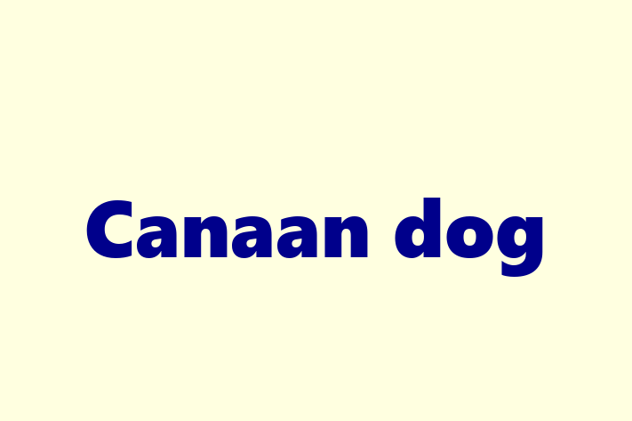 Canaan dog Dog in Alexandria