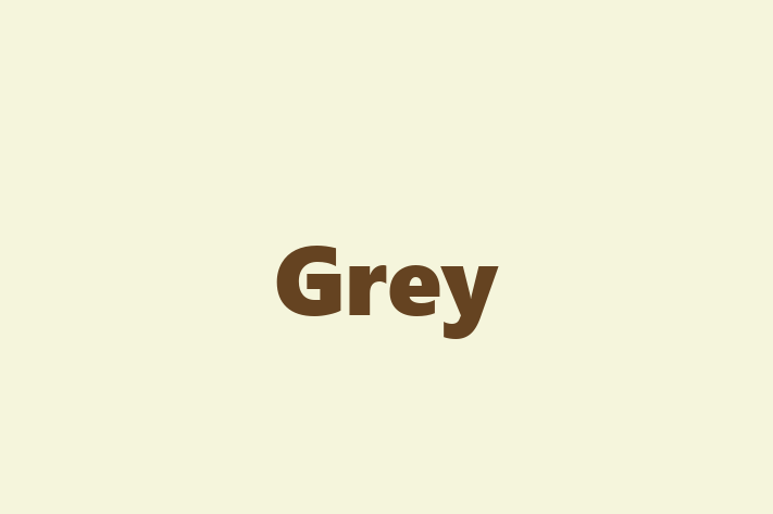 Technology Solutions Firm Grey