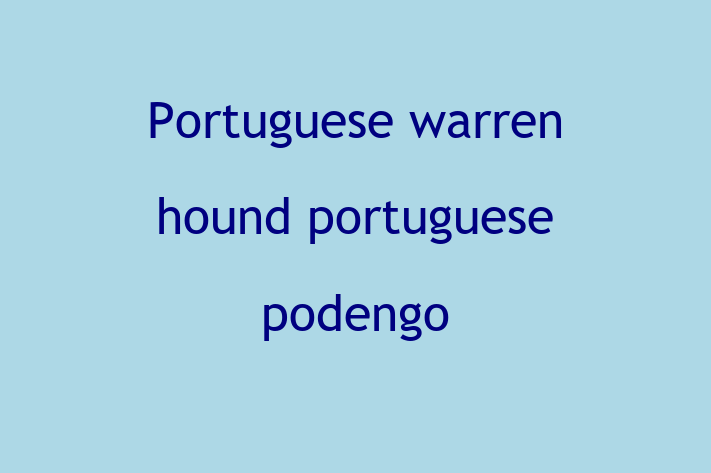 Dog Portuguese warren hound portuguese podengo for Sale in Tempe