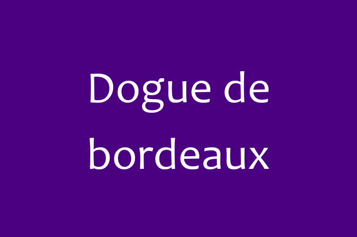 Adopt a Dogue de bordeaux Dog in Daly City