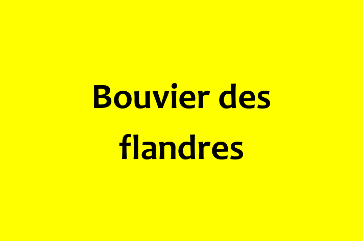 Adopt a Beautiful Bouvier des flandres Dog in Arlington