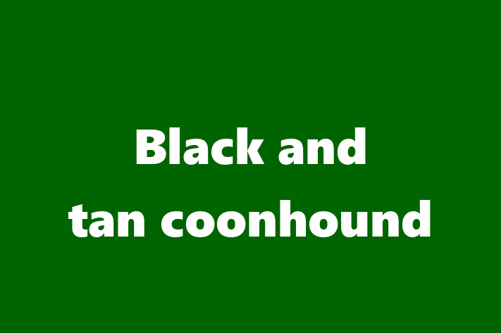 Black and tan coonhound Dog for Sale in Virginia Beach