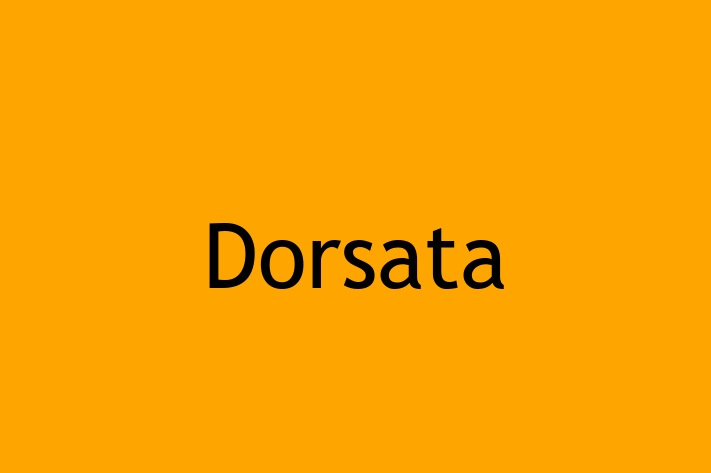 Software Engineering Company Dorsata