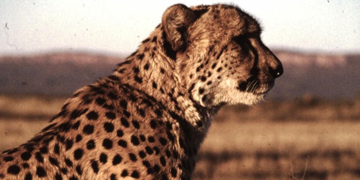 IT Company Cheetah Conservation Fund