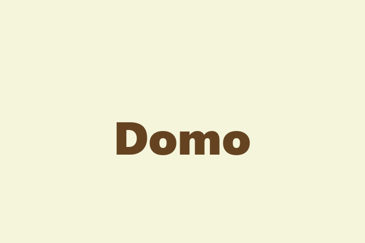 IT Company Domo