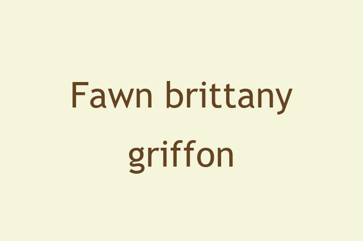 Charming Fawn brittany griffon Dog for Sale in Mesa