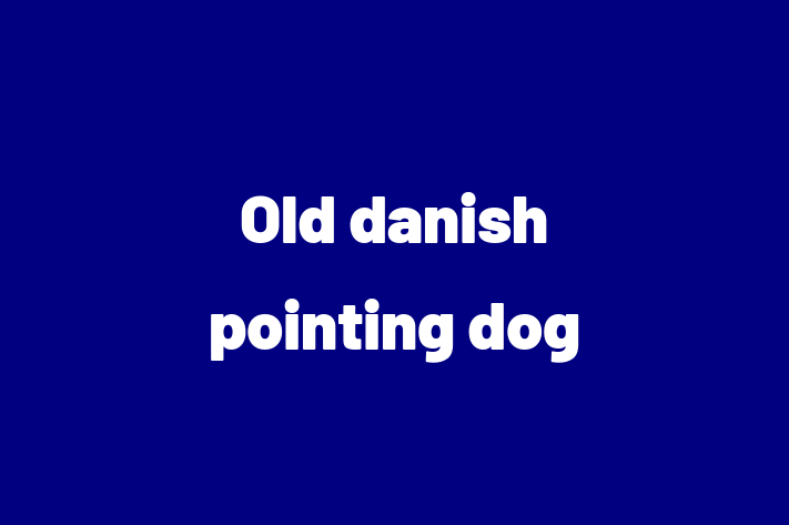 Adopt a Dog Old danish pointing dog Available in Oakland