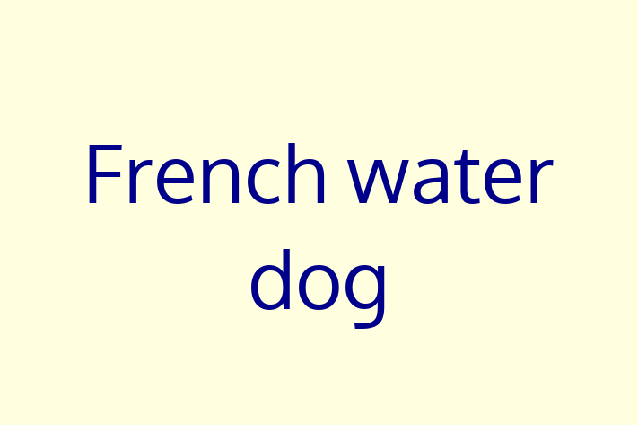 French water dog Dog for Sale in Costa Mesa