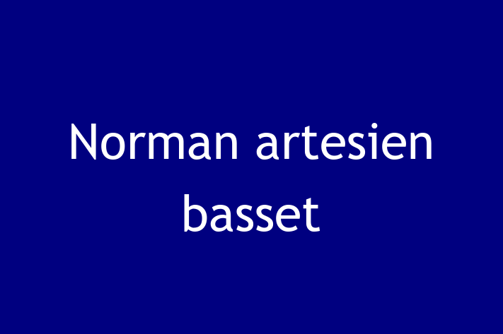 Meet Your New Norman artesien basset Dog in Frisco