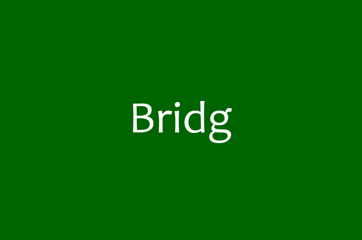 Tech Solutions Company Bridg