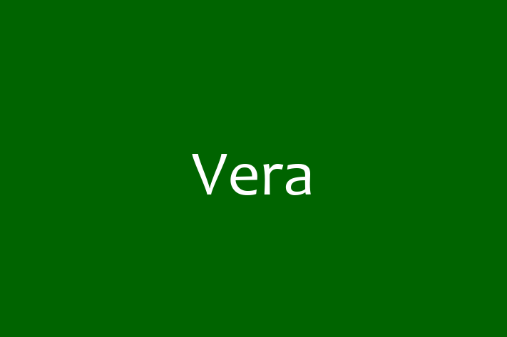 Tech Solutions Company Vera