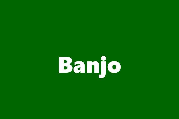 Software Engineering Company Banjo