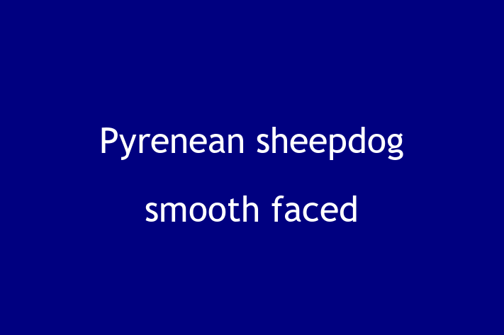 Pyrenean sheepdog smooth faced Dog for Sale in Hillsboro