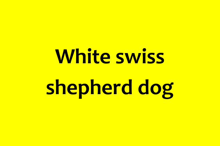 White swiss shepherd dog Dog in Coral Springs