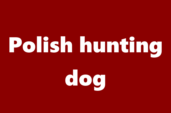 Meet Your New Polish hunting dog Dog in High Point