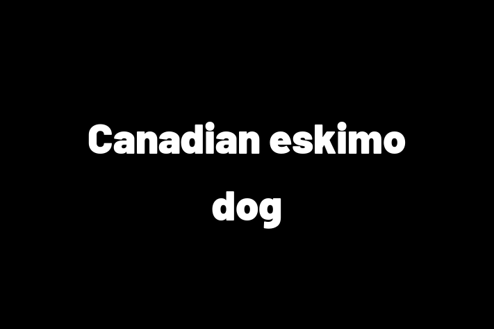 Dog Canadian eskimo dog for Sale in Pompano Beach